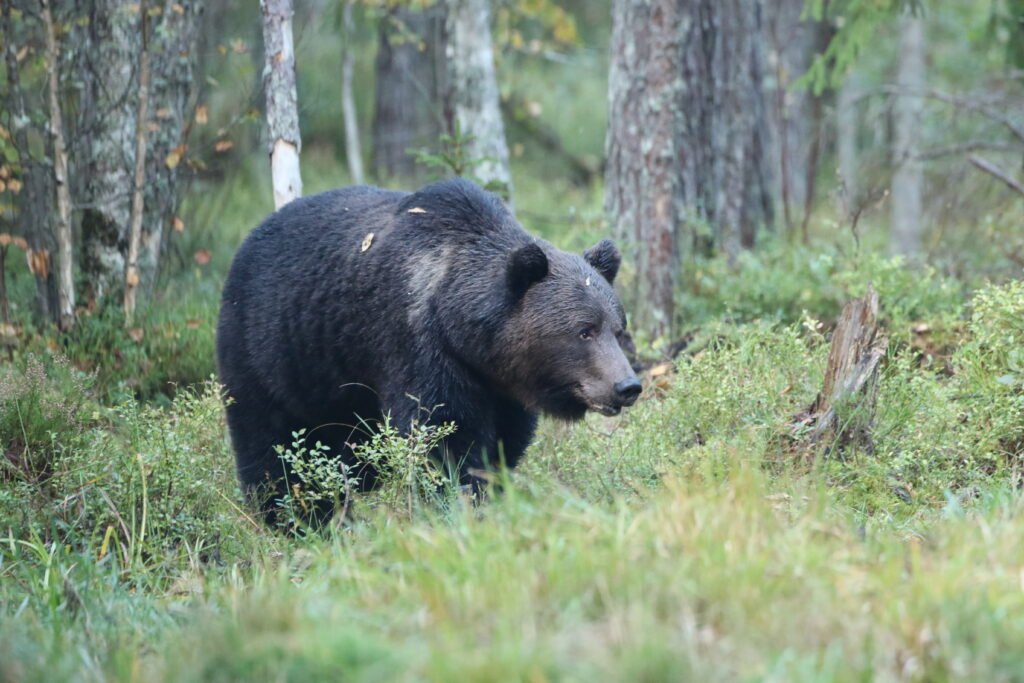 Brown Bear in Estonia