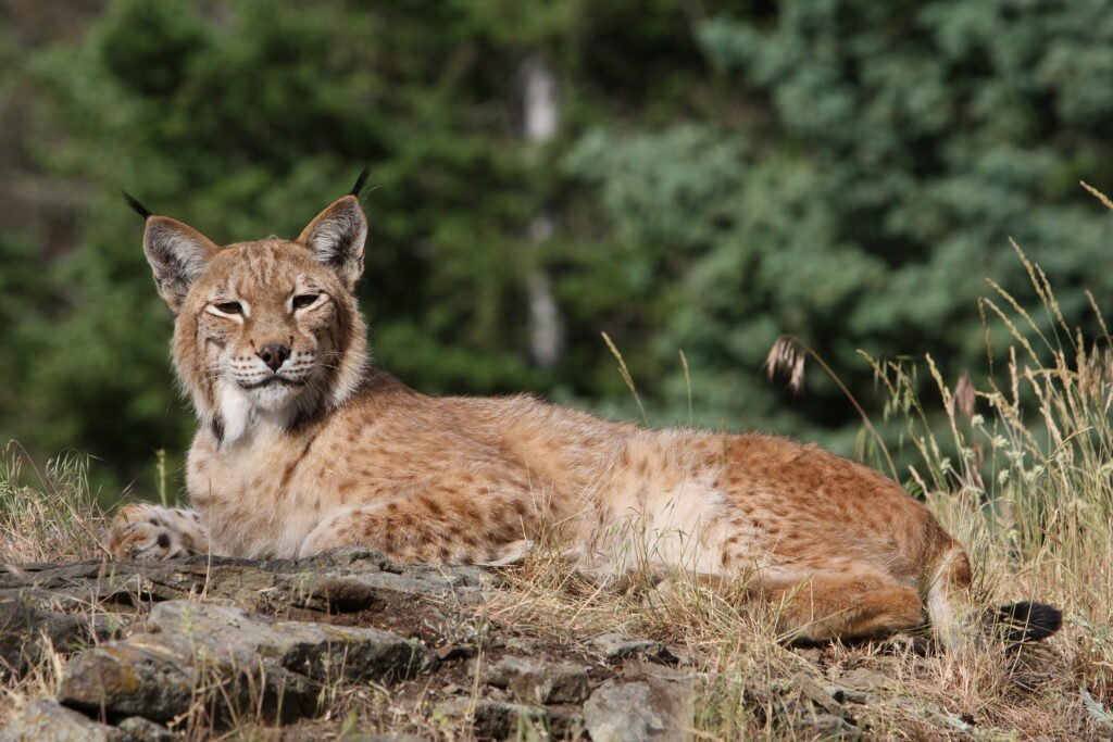 Eurasian Lynx, one of the predators that lives in Estonia
