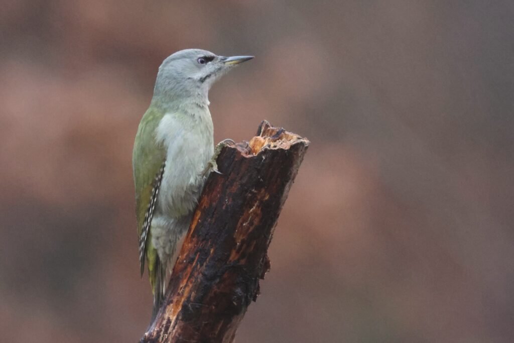 grey headed woodpecker main hide