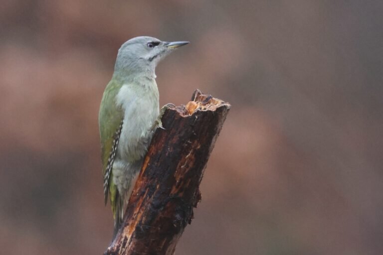 grey headed woodpecker main hide