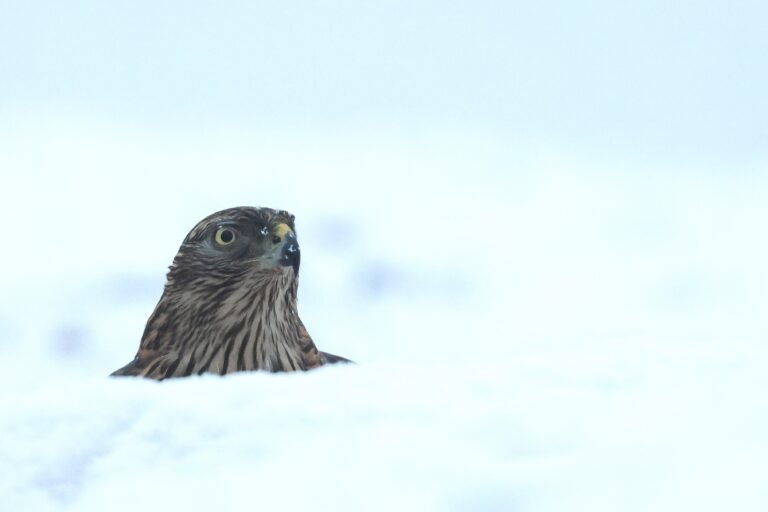 goshawk head in snow