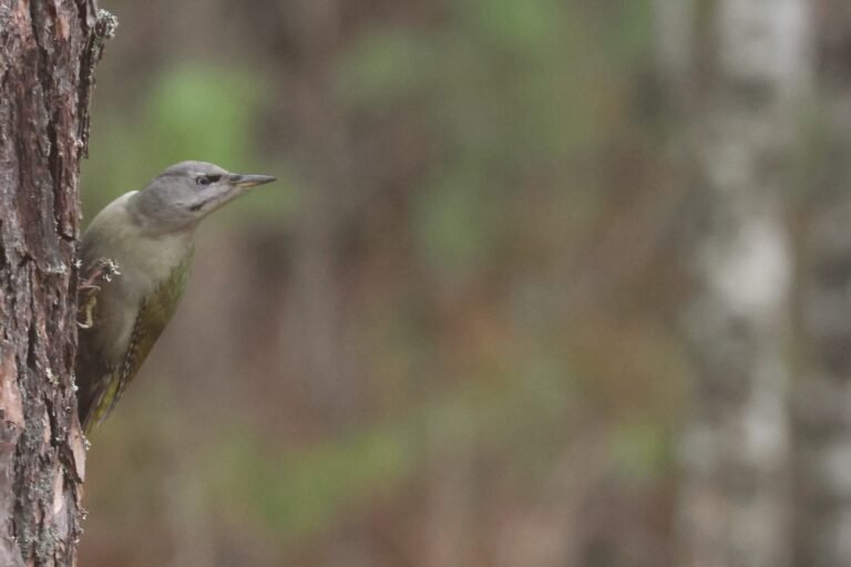 grey headed woodpecker on pine tree