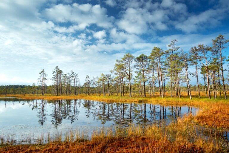 Estonia landscape