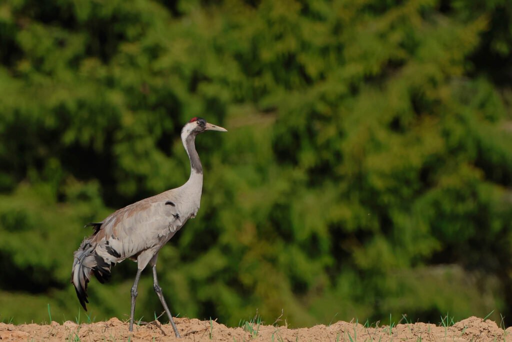crane in field