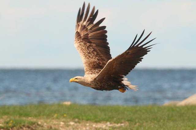 There are many species of wildlife in Estonia to photograph, such as the white tailed eagle.