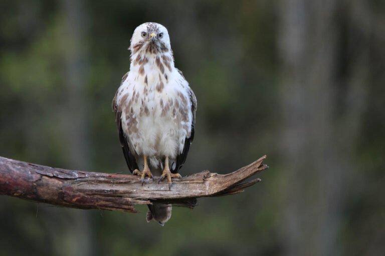 Morph Buzzard photographed from our wildlife hides in Estonia