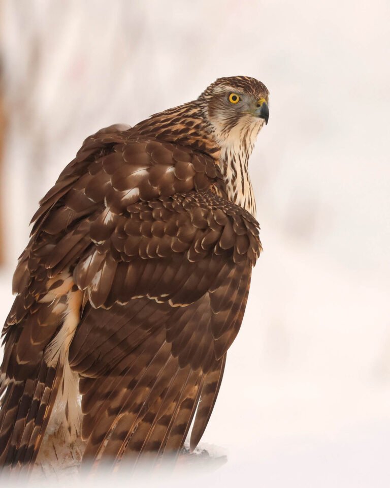 goshawk mantaling