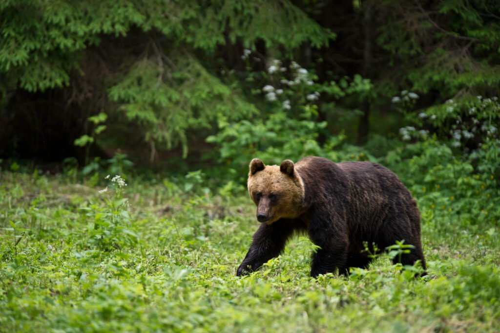 Brown Bear in Estonia