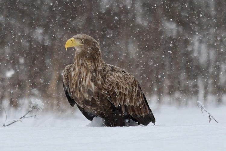 Eagle in winter in Estonia. Taken from our Golden Eagle photography hide.