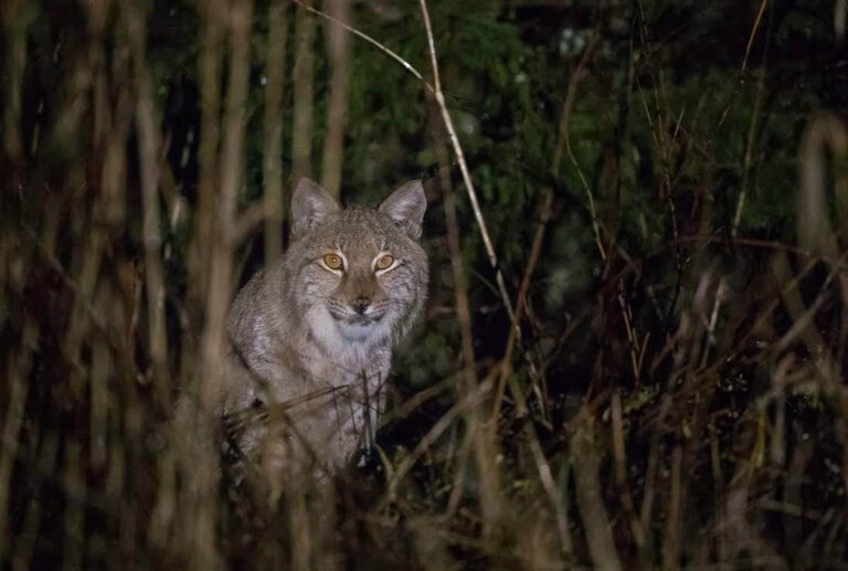 Eurasian Lynx in Estonia by M.Piispea