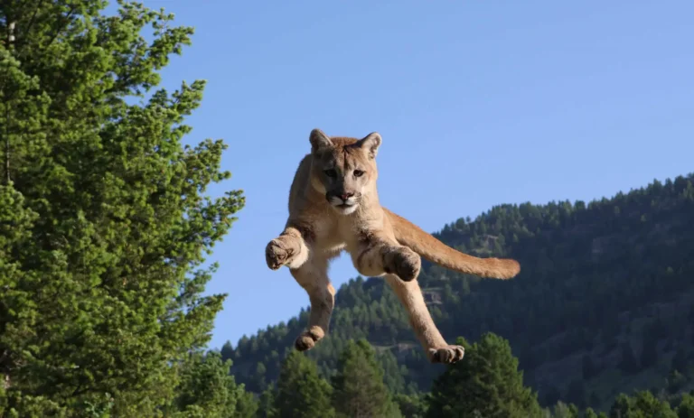 Puma