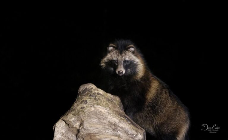 Racoon Dog photographed at our wildlife hide in Estonia by Dean Eades.