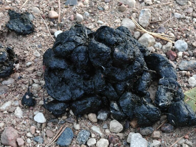Bear poo near our wildlife photographic hide in Estonia.