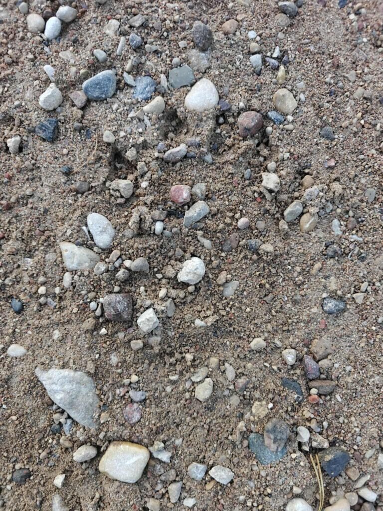 Bear paw print near our wildlife photographic hide in Estonia.