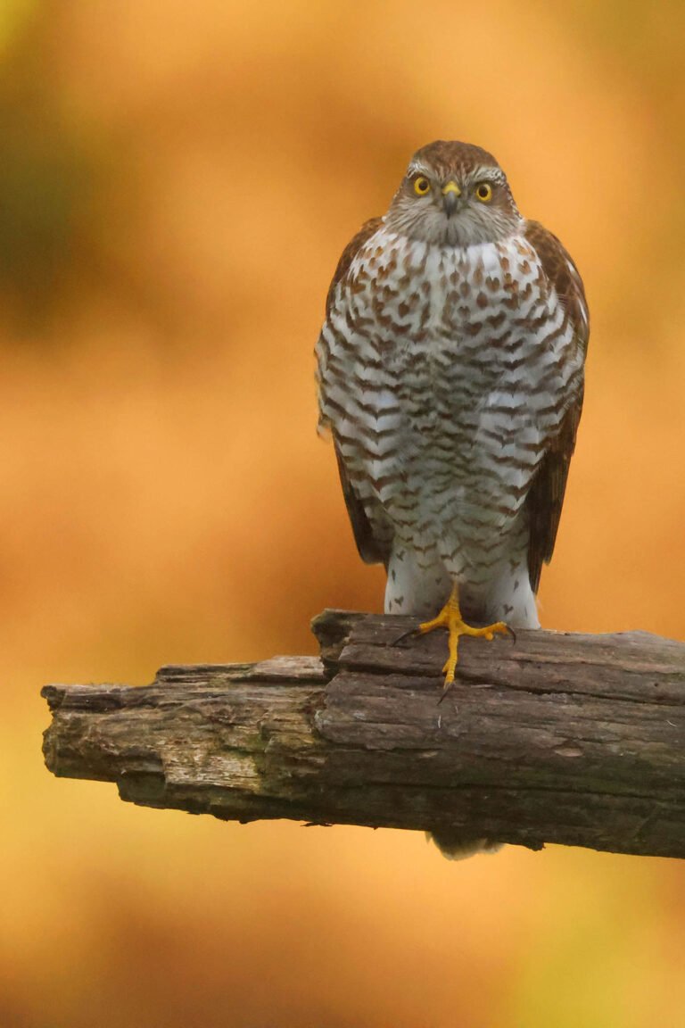 Sparrowhawk in Autumn taken at Wildlife Dreams hide in Estonia.