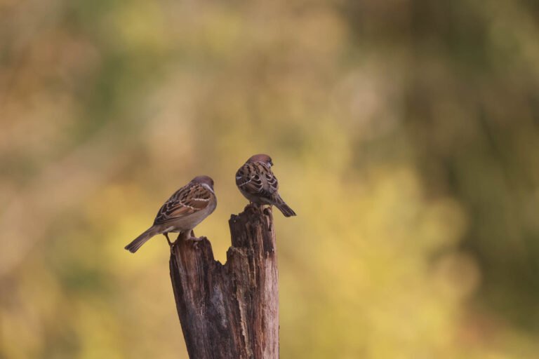 tree sparrows