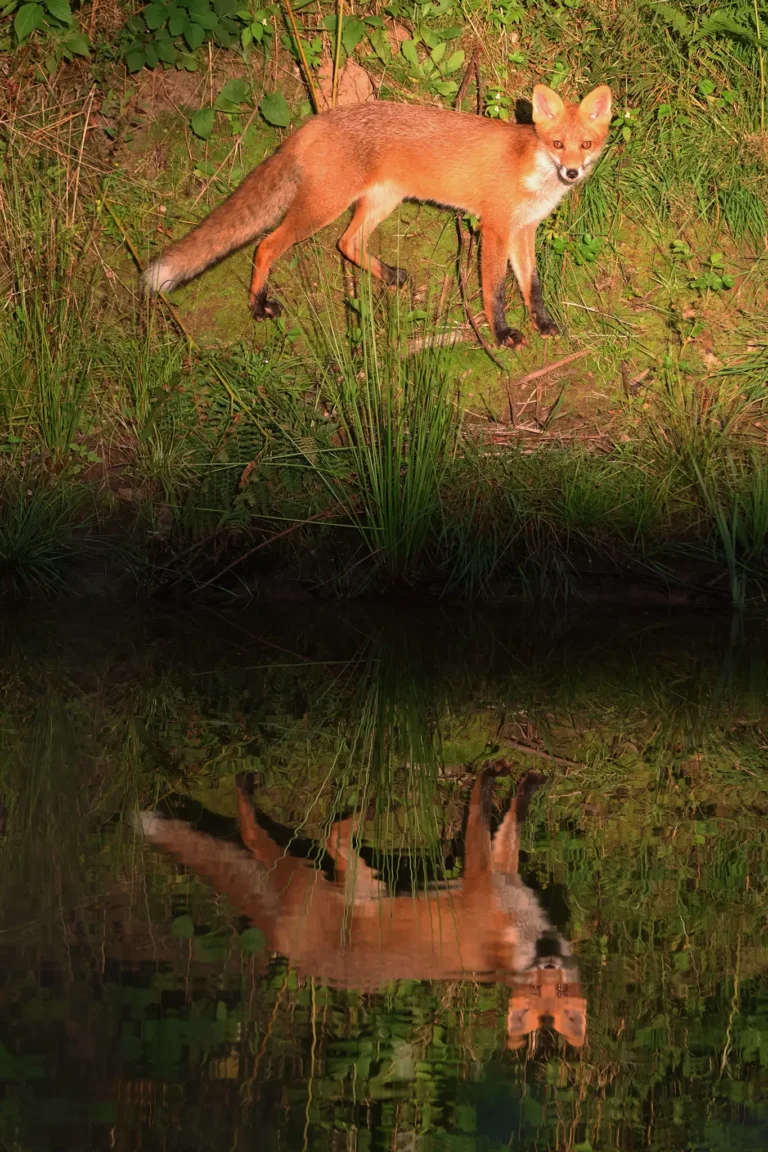 Fox reflected in the reflection pool