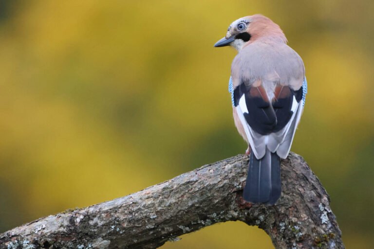 jay