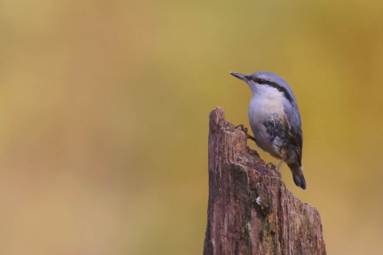 nuthatch