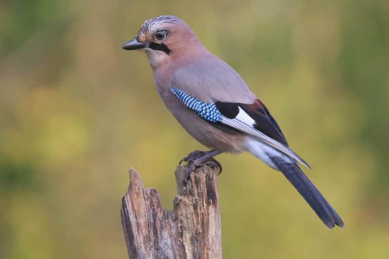 jay