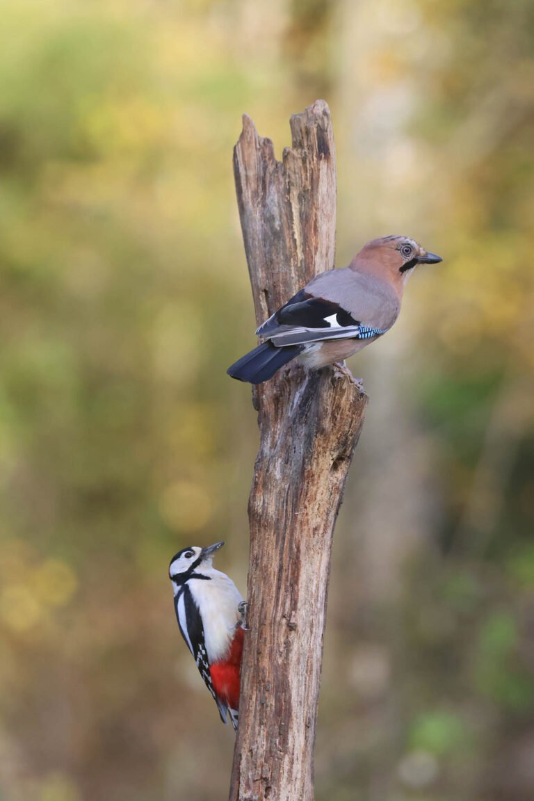 great spotted woodpecker and Jay