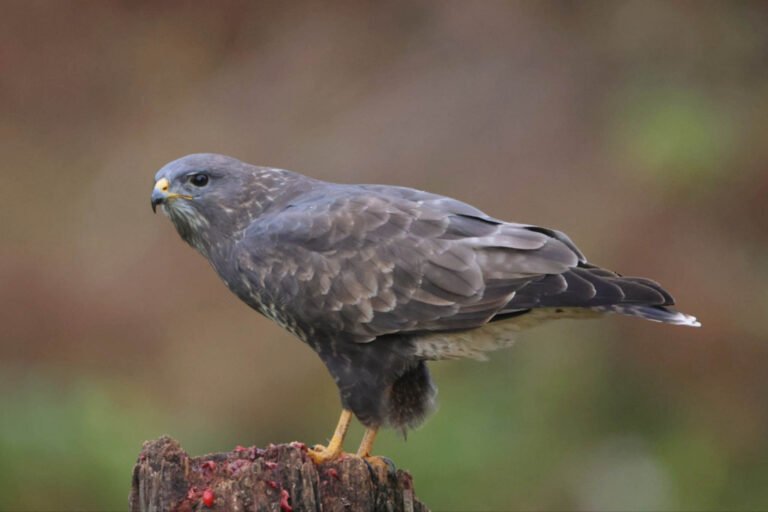 buzzard