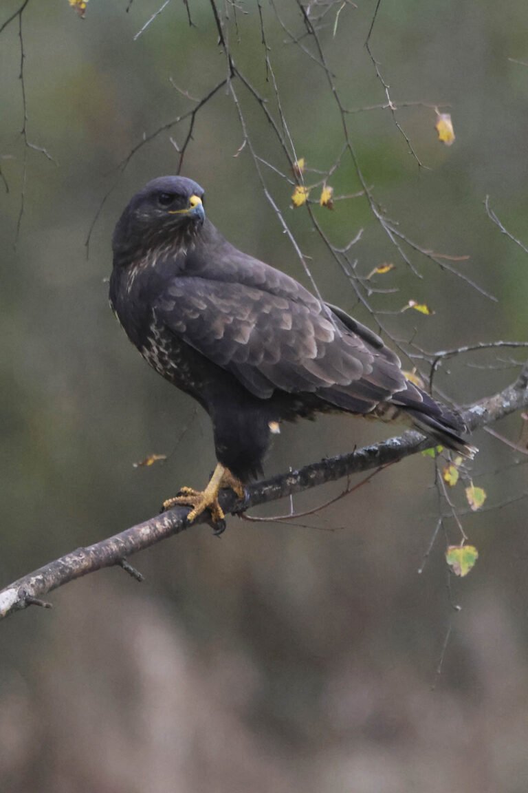 buzzard