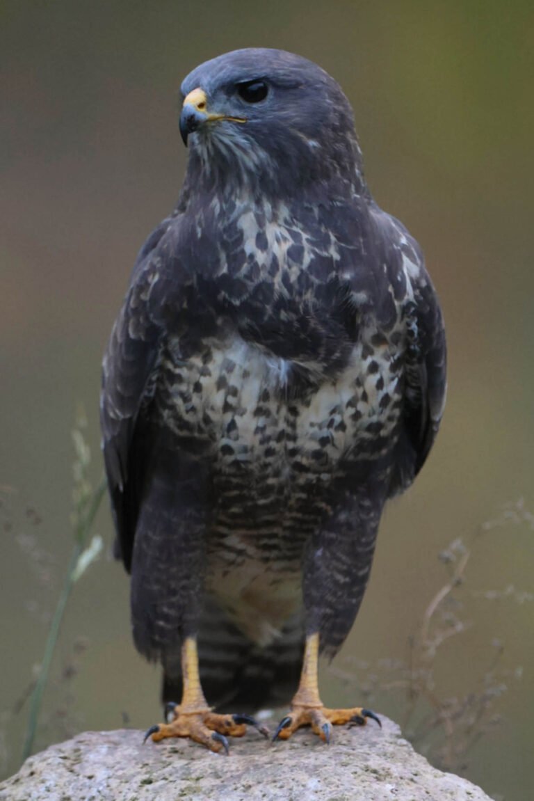 buzzard