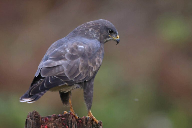 buzzard