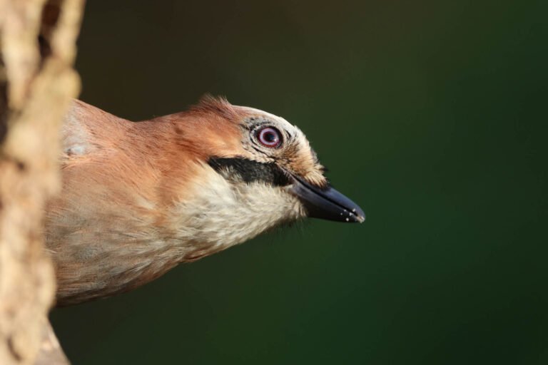 jay