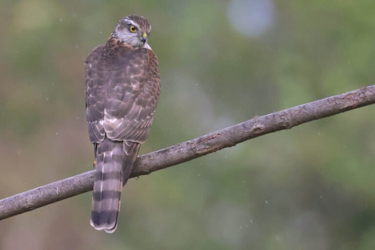 Sparrowhawk