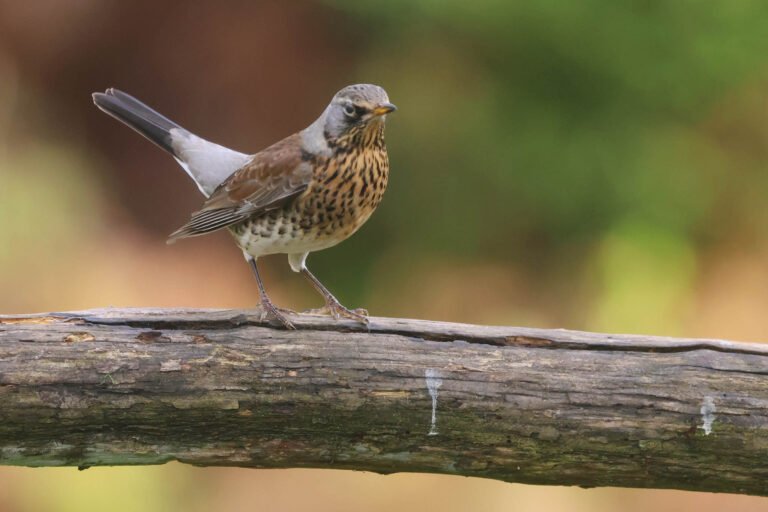 fieldfare photographed at our wildlife hide in Estonia