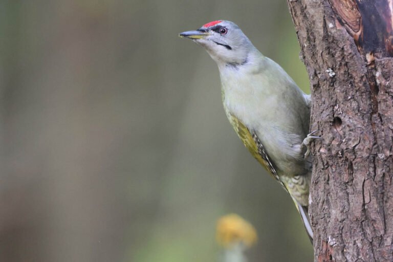 Grey headed woodpecker