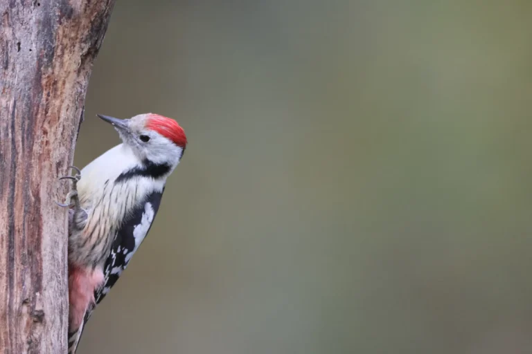Middle spotted woodpecker