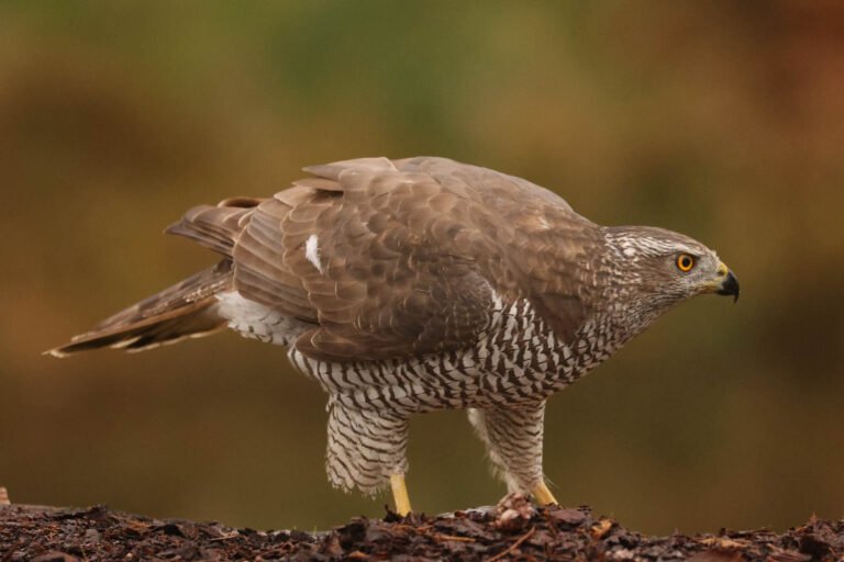 Photo of a Goshawk, captured at our wildlife photography hide in Estonia.