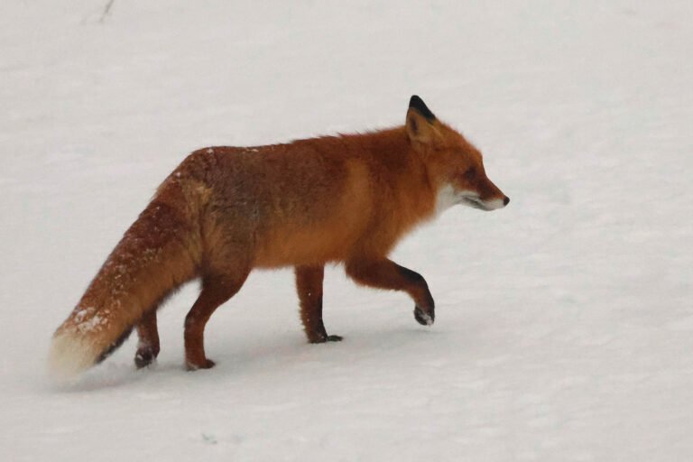 Fox walking in snow