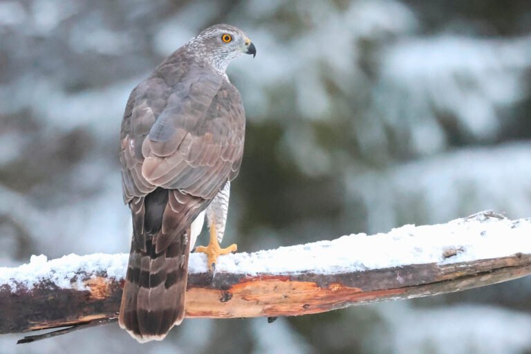 Goshawk on snowy branch