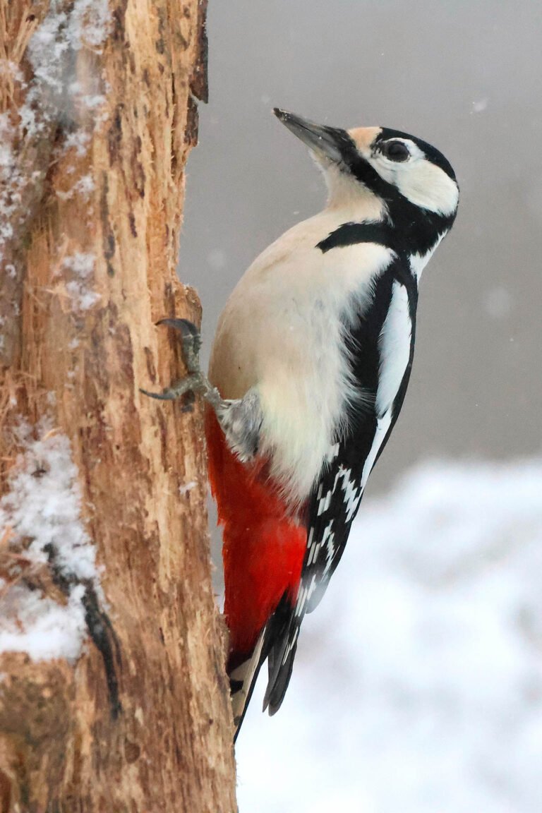 Great spotted woodpecker portrait on snowy branch. Winter Wildlife Photography at Wildlife Dreams in Estonia.