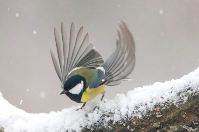 Great tit with wings out in snow. Winter Wildlife Photography at Wildlife Dreams in Estonia