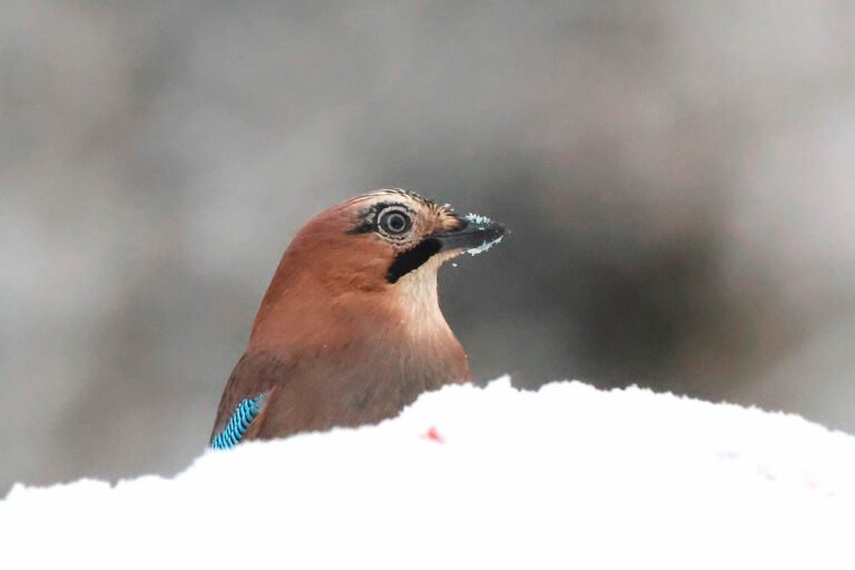 Jay head looking right in snow