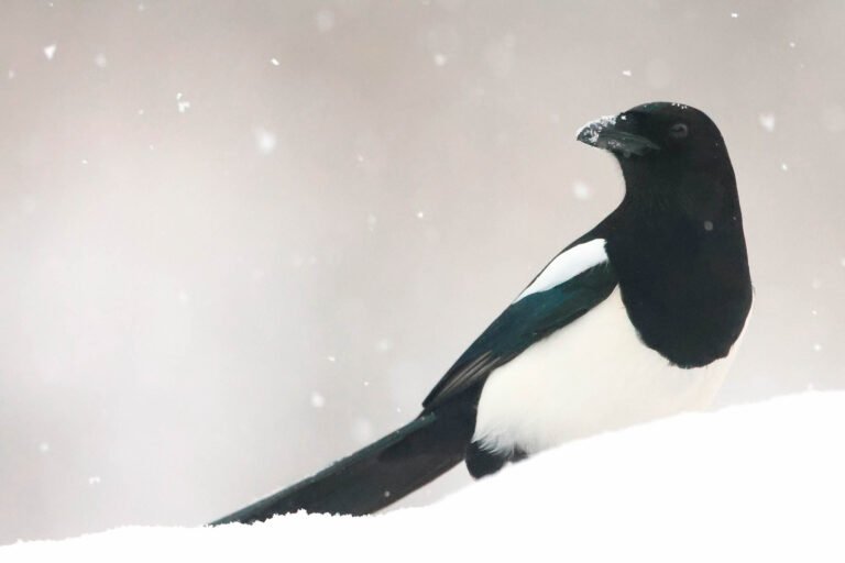 Magpie looking back in snow. Winter Wildlife Photography at Wildlife Dreams in Estonia.