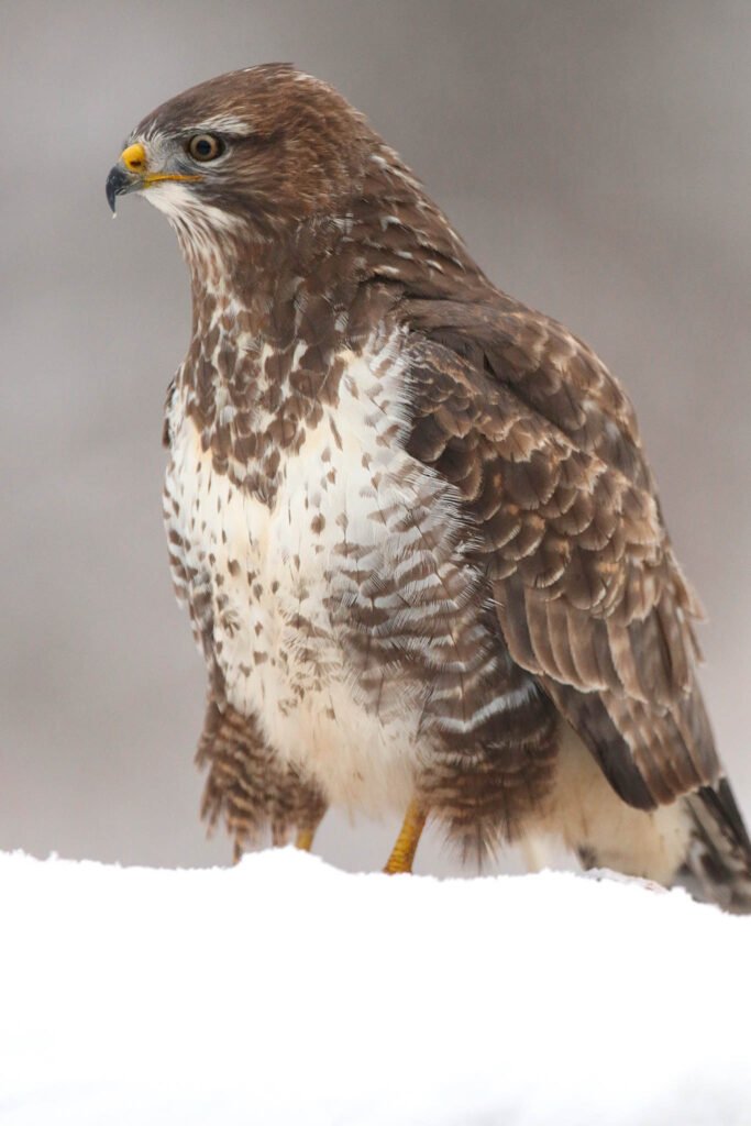 Morph buzzard portrait in snow. Winter Wildlife Photography at Wildlife Dreams in Estonia.
