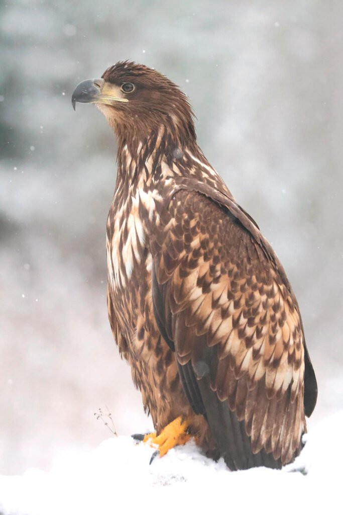 Portrait of white tailed sea eagle in snow. Winter Wildlife Photography at Wildlife Dreams in Estonia.
