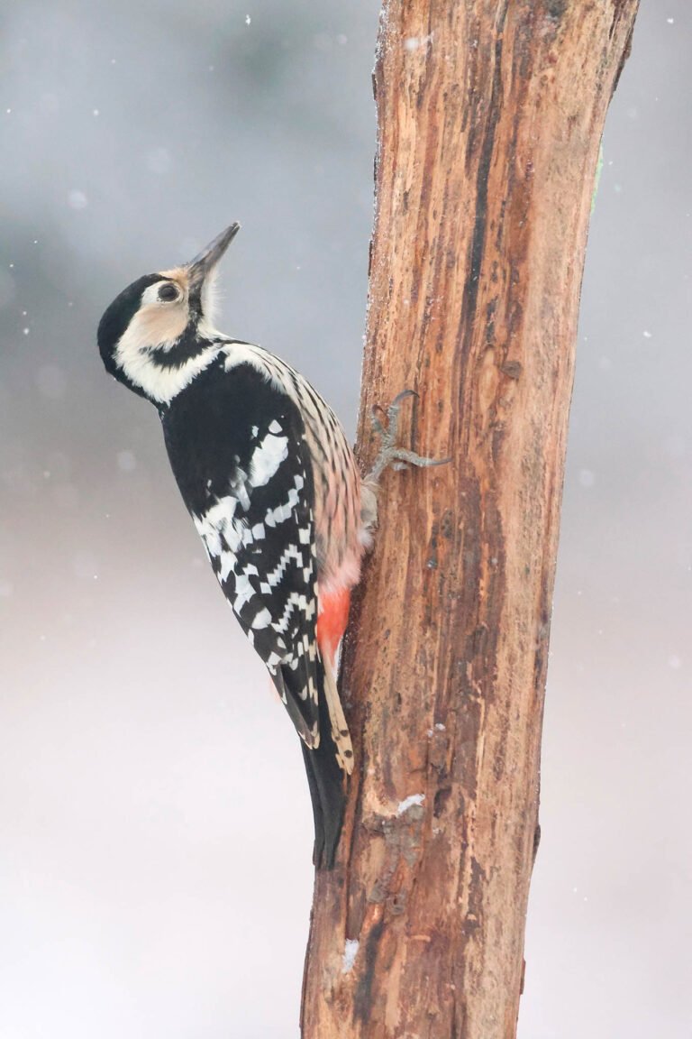White backed woodpecker in snow