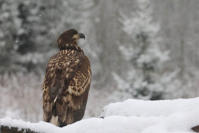 White tailed eagle