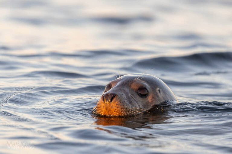 Seal in Estonia, taken from our boat hide