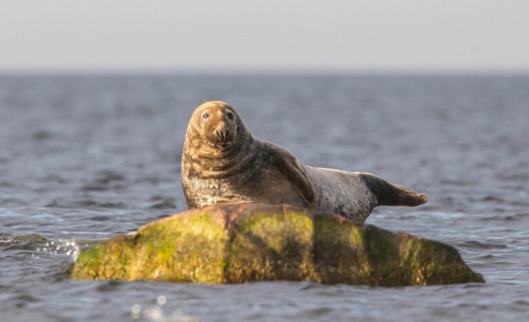 Seals in Estonia, taken from our boat hide