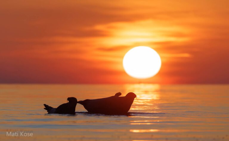 Seals in Estonia, taken from our boat hide