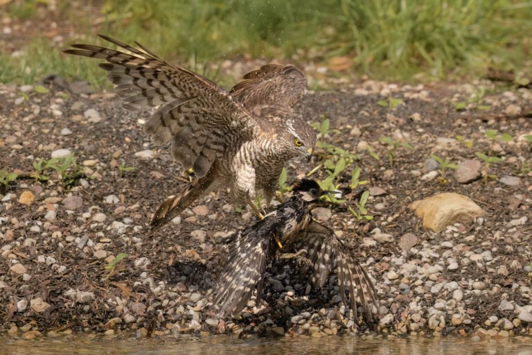 Sparrowhawk Drowns Woodpecker in Unprecedented Moment