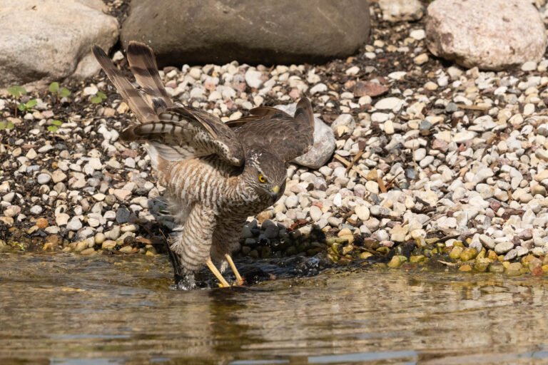 Sparrowhawk Drowns Woodpecker in Unprecedented Moment